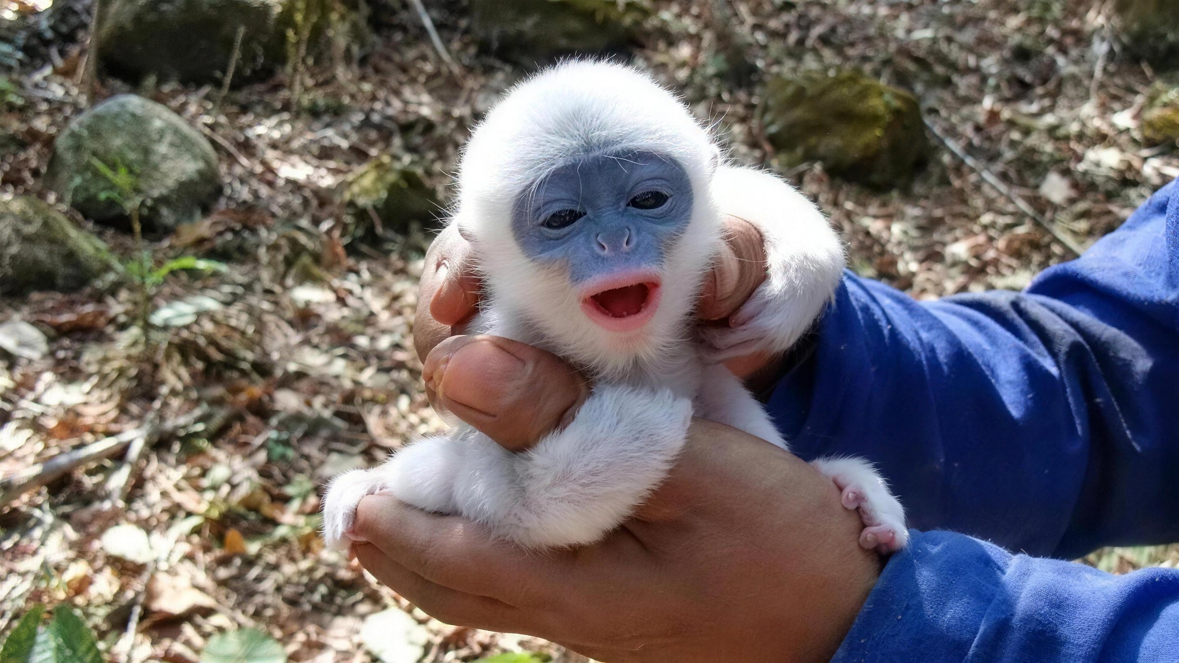 A white baby surili with a blue-grey face held in a volunteer's hands on a forest floor of dry leaves