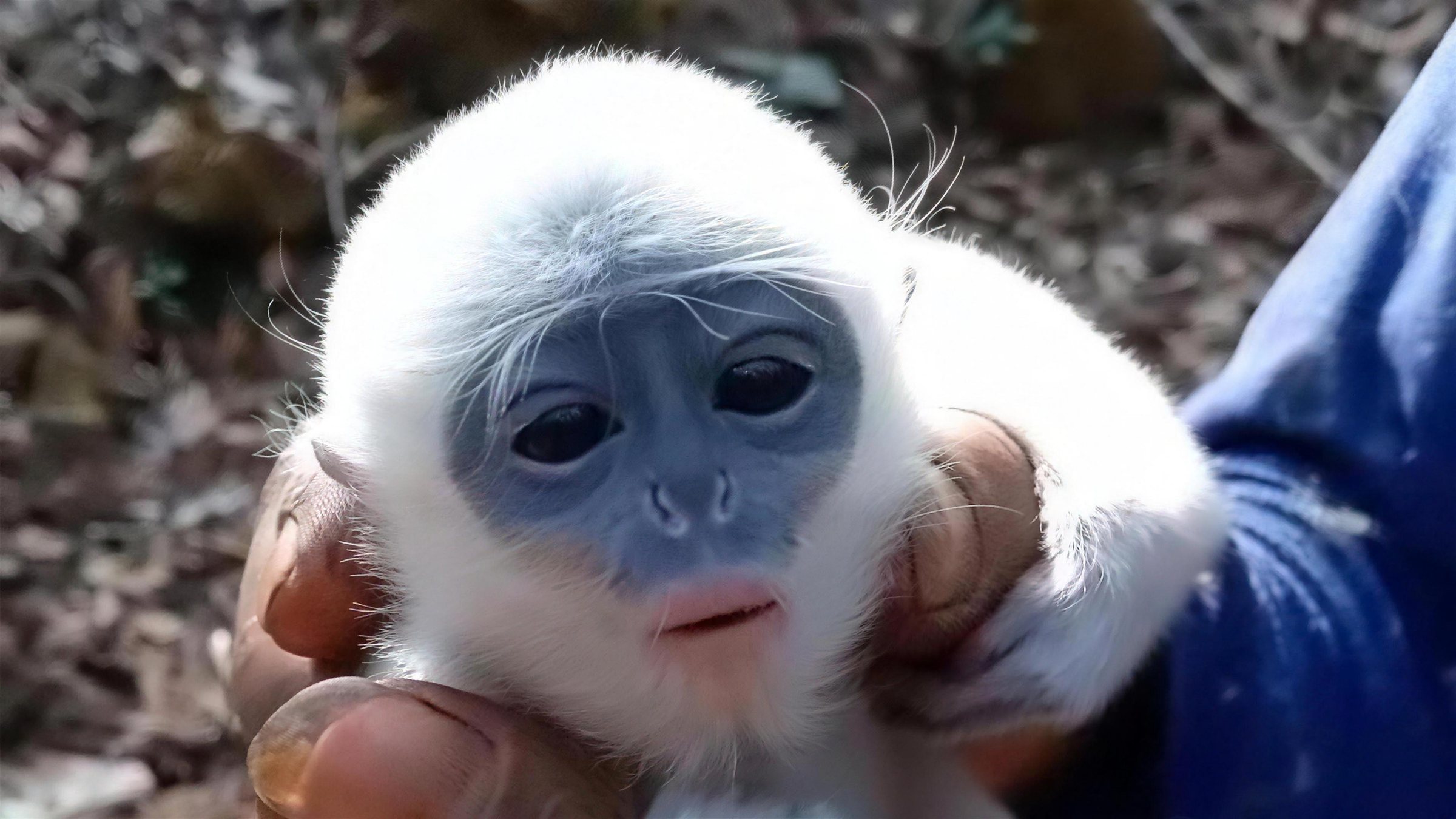 Close-up of the baby surili's blue-grey face