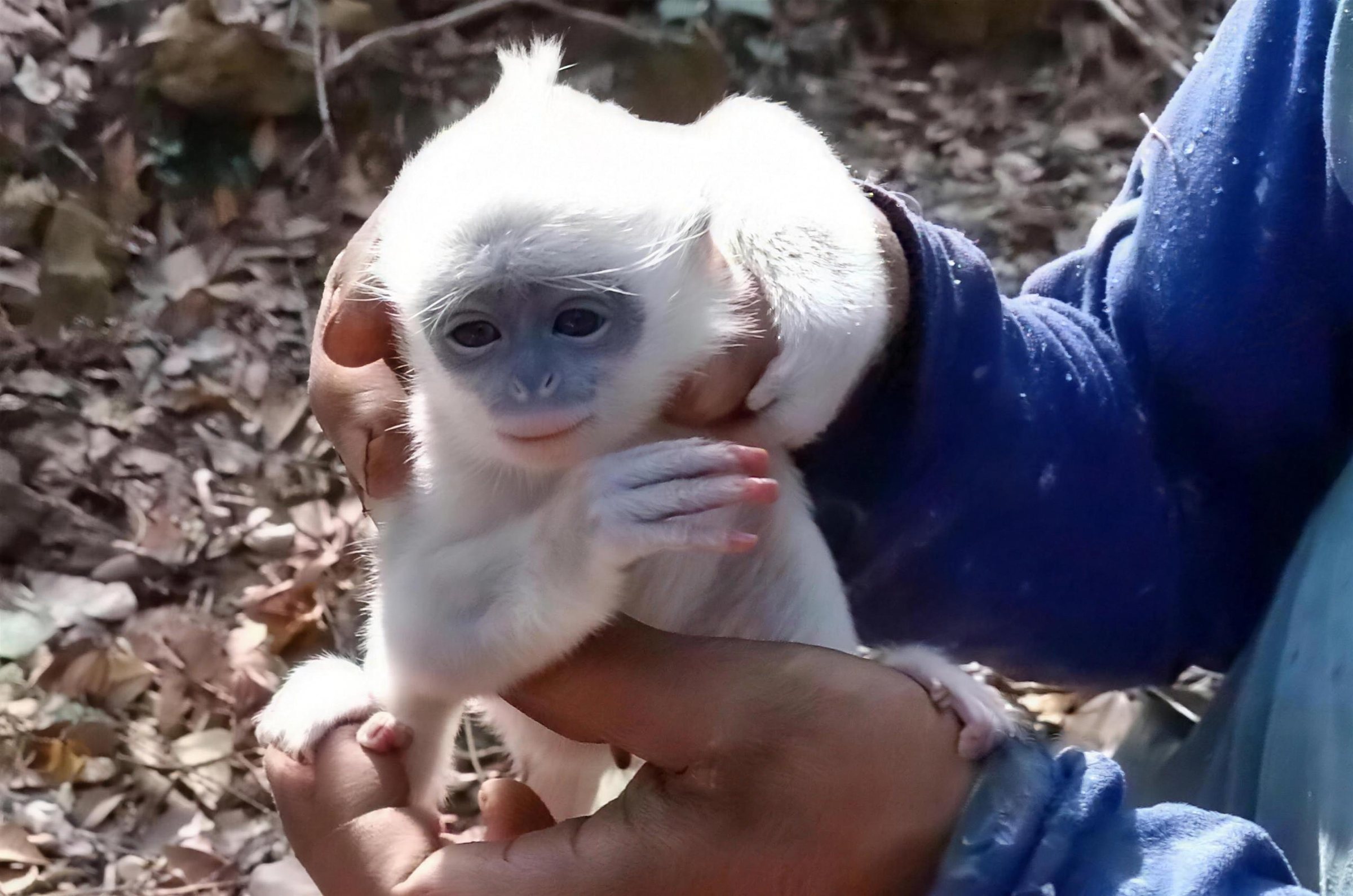 Baby surili with white fur held upright in a volunteer's hands