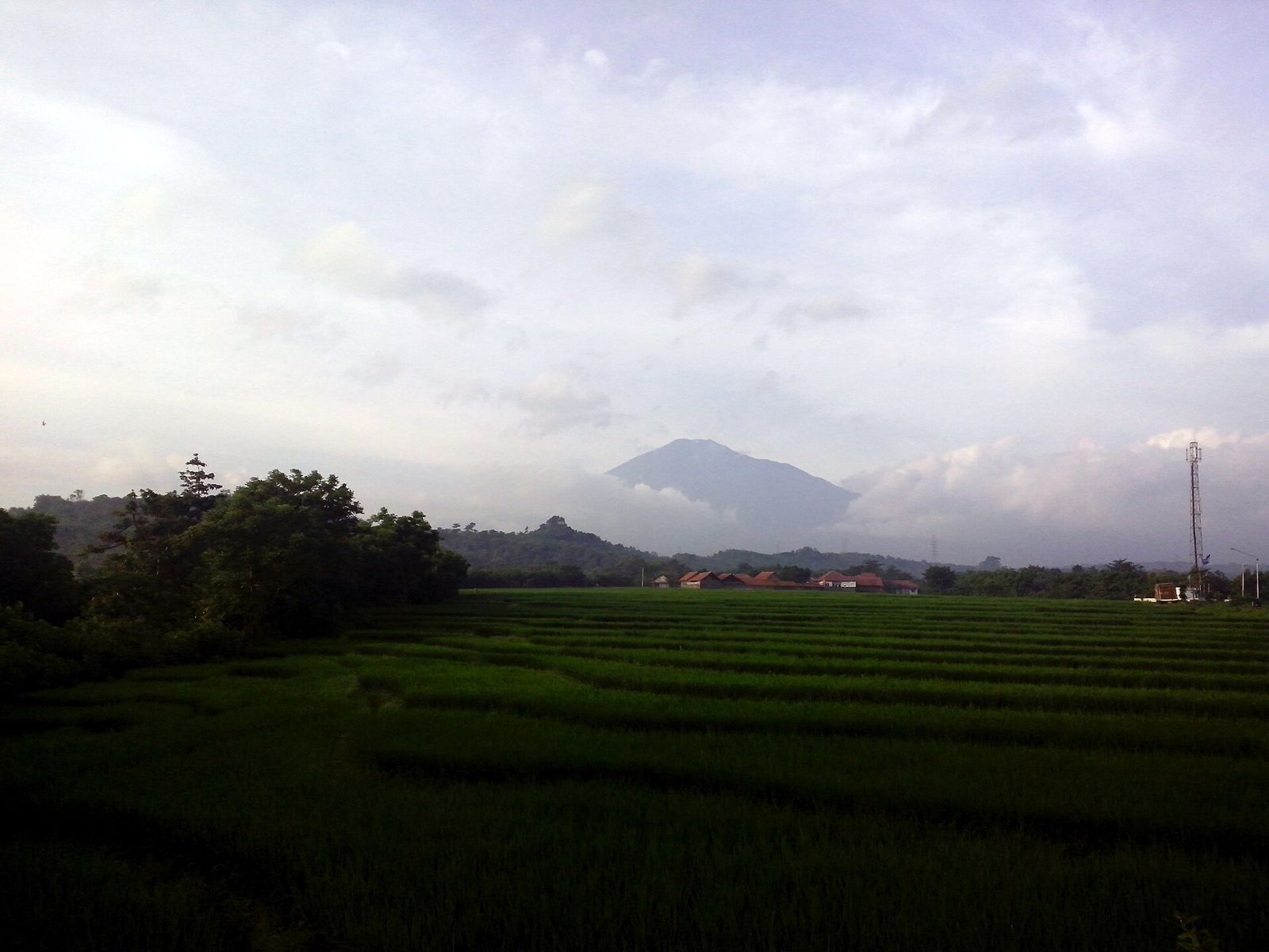 Mount Ciremai behind rice fields