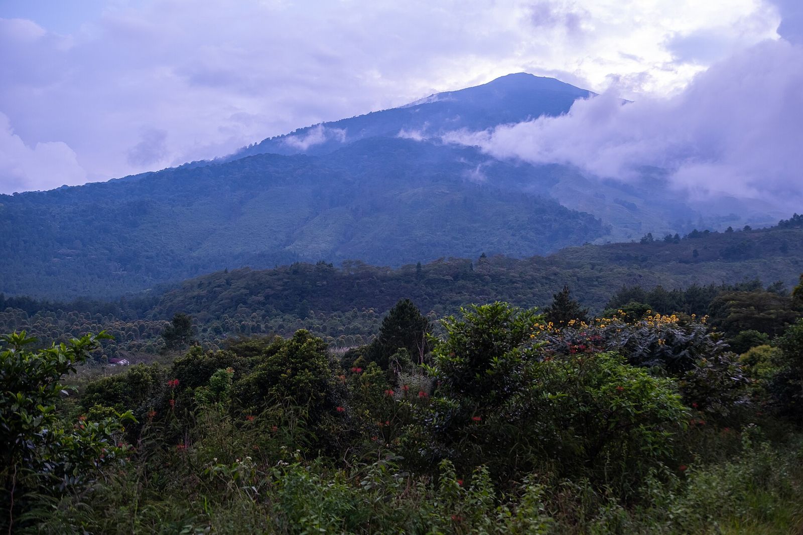 Forested slopes of Mount Ciremai