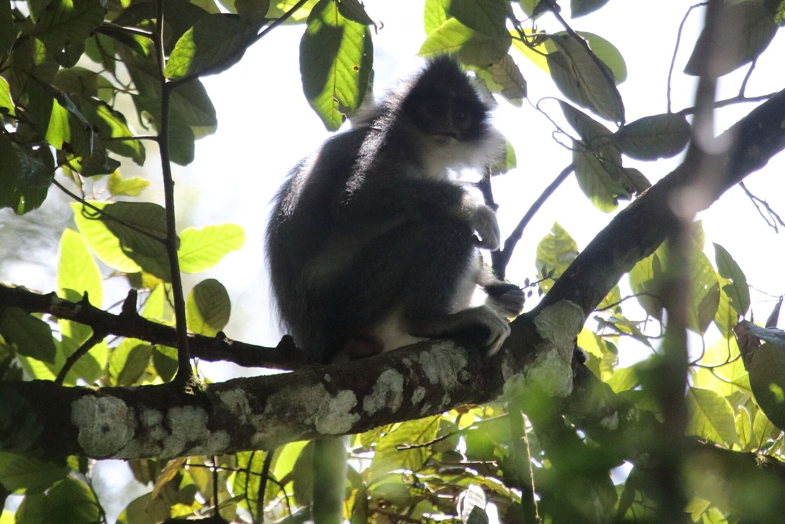 Dark grey surili in a leafy tree