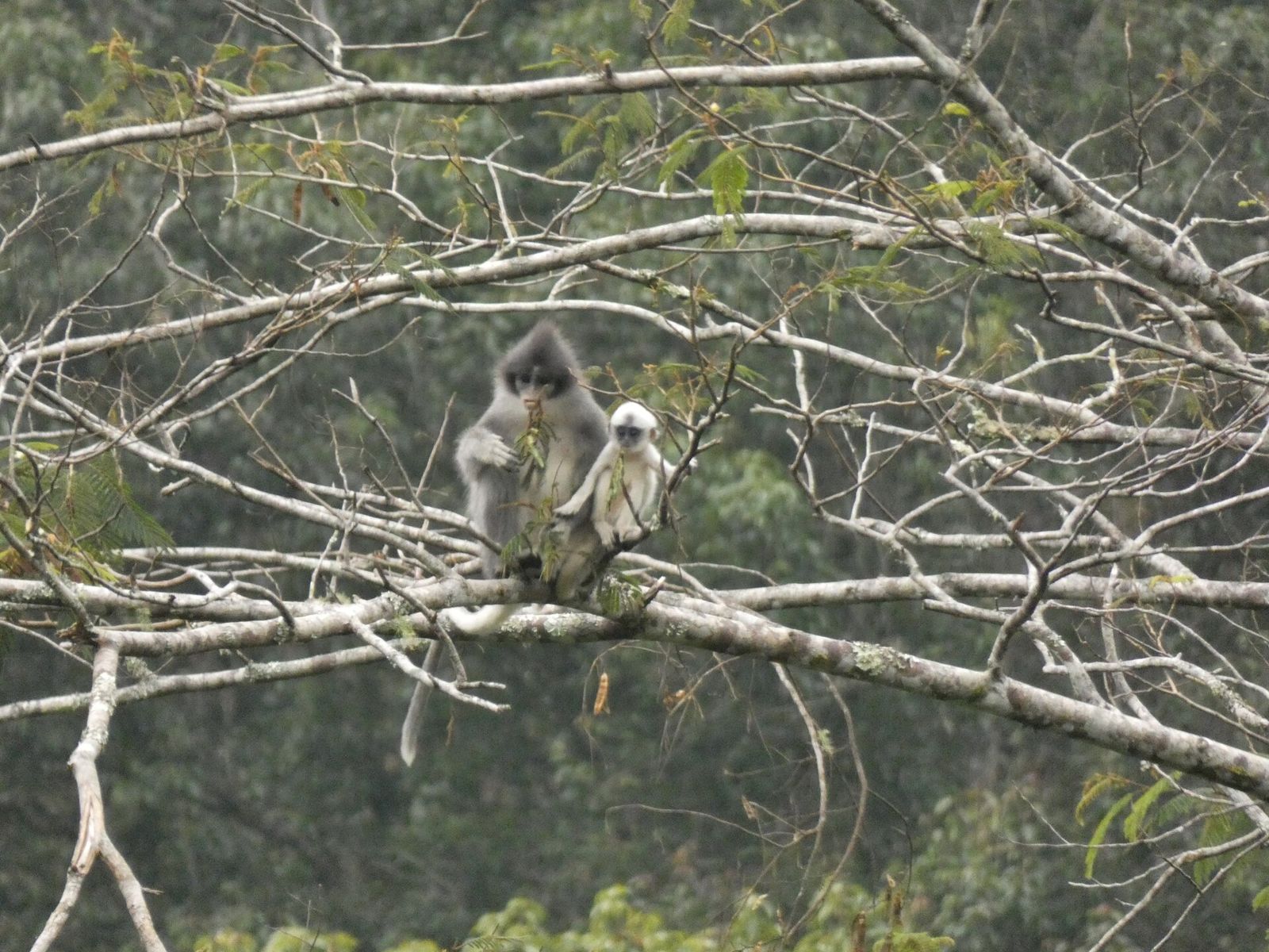 Two wild surili sitting together on a bare branch