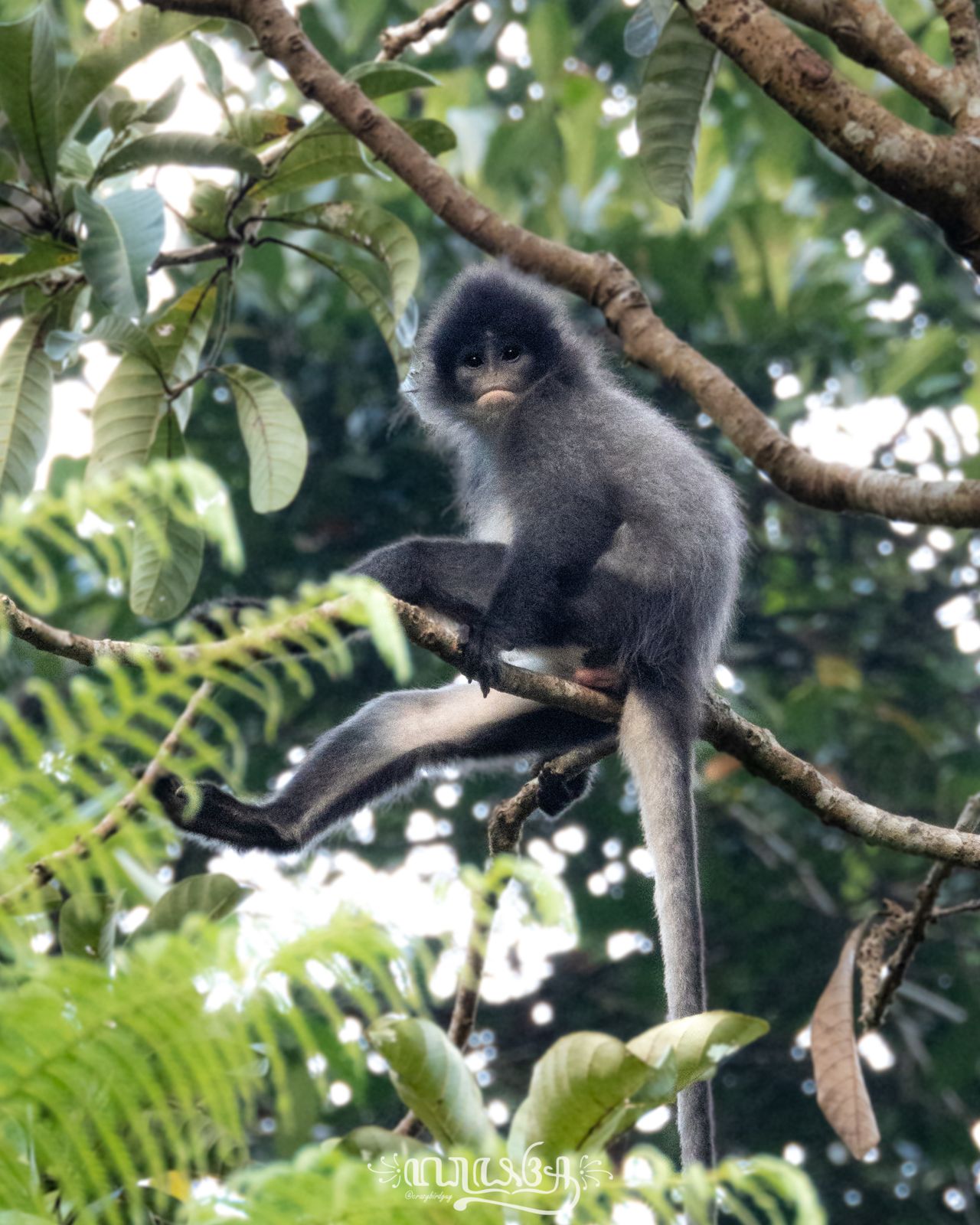 Surili on a branch above ferns
