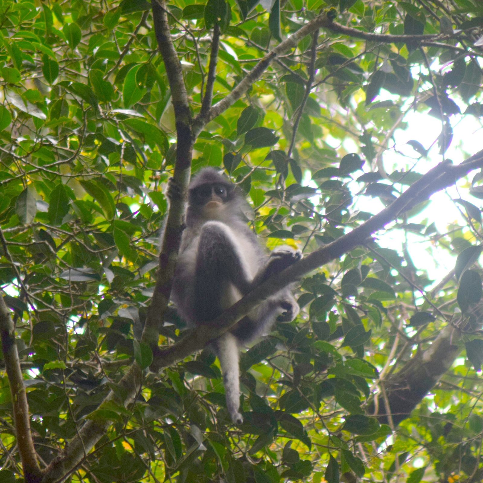 Surili sitting in a tree