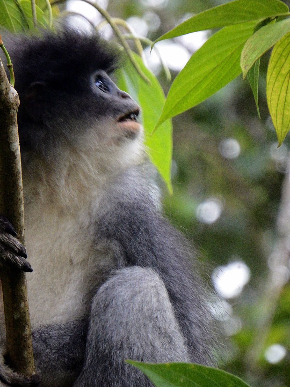 Adult Javan surili with grey fur and a dark crest among green leaves
